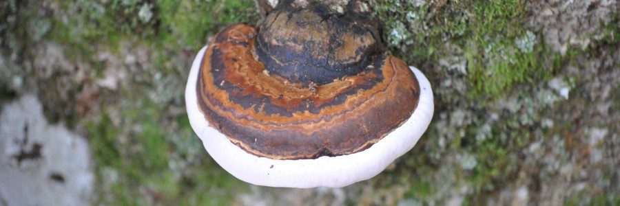 Ganoderma