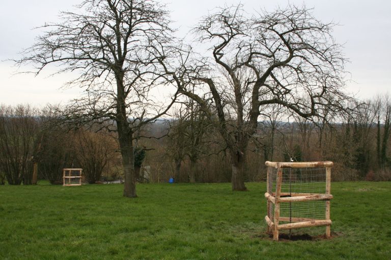 Jonge bomen met stambescherming in het landschap